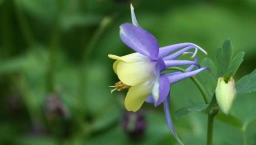 九月份，這2種花不能錯過，馬上種起來，明年開花太驚喜