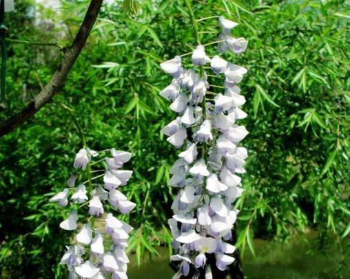 庭院「辟邪」木，和一些「增福增壽」風水花卉植物，你都瞭解嗎？