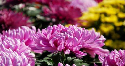 秋高氣爽養「菊花」,順應時節,一掐一肥,菊花個個爆花球