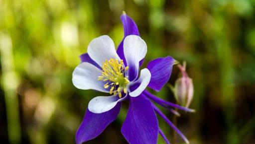 九月份，這2種花不能錯過，馬上種起來，明年開花太驚喜