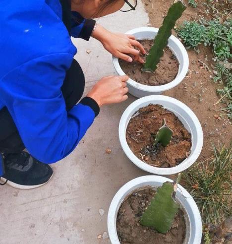 盆土結塊開裂的正確處理技巧，撒點粉末狀的肥，給點水植物就開花