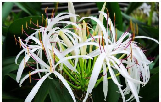 佛經規定這種花寺院裡必須有，是「五樹六花」之一