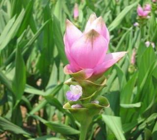 這花從泰國來，好看又好養，人稱「姜荷花」，令人難以忘記