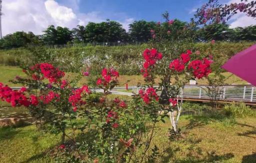 這8種經典的紅花灌木，種院子特引人注意，鄰居都來問我叫啥名