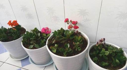 家庭養花優選，4種易養觀賞花卉推薦
