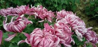 秋高氣爽養「菊花」,順應時節,一掐一肥,菊花個個爆花球