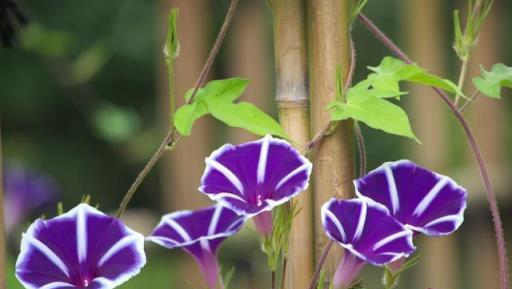 路邊撿花種正當時，這5種花種別錯過，不要錢，開花量大