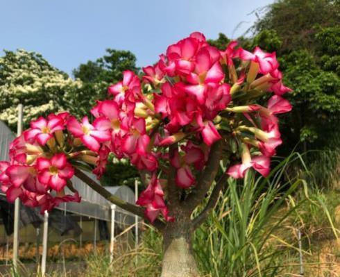 秋季給沙漠玫瑰換盆？此「方法」最佳，快速恢復，來年春天開滿花