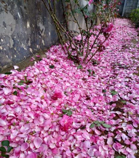 藤本月季哪種強？「瘋子」種起來，一年爬2樓，兩年變花牆