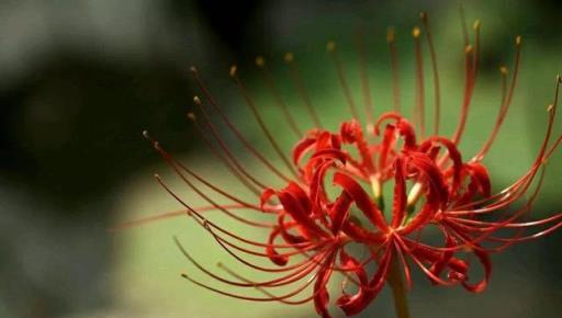 「彼岸花」開彼岸，花葉永不相見~