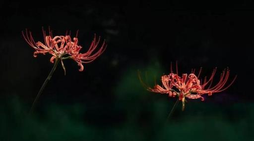 「彼岸花」開彼岸，花葉永不相見~