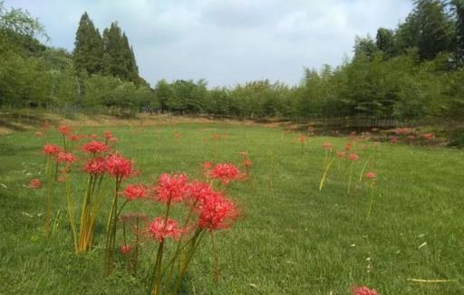 「彼岸花」開彼岸，花葉永不相見~