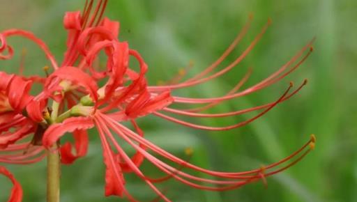 「彼岸花」開彼岸，花葉永不相見~