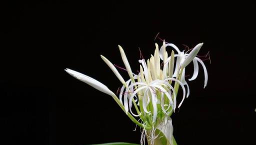 佛經規定這種花寺院裡必須有，是「五樹六花」之一