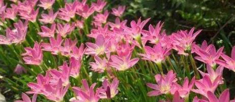 家庭養花優選，4種易養觀賞花卉推薦