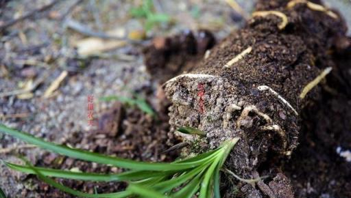 如何才能養好下山蘭？這5種誤傳不要全信，蘭花新手須知