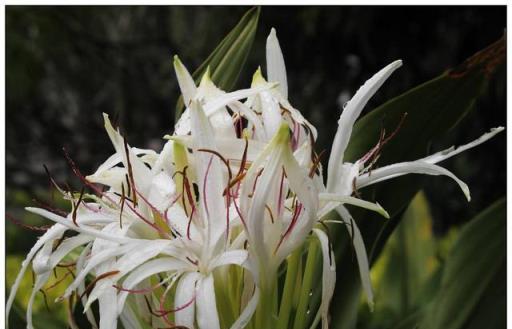 佛經規定這種花寺院裡必須有，是「五樹六花」之一