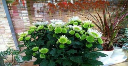 秋高氣爽養「菊花」,順應時節,一掐一肥,菊花個個爆花球