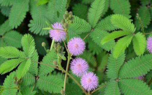 室內養花要注意，5種花草不宜養，否則影響家人健康