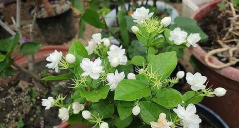 養梔子茉莉，做好這4步，入秋花滿枝頭，葉子油綠得像打蠟