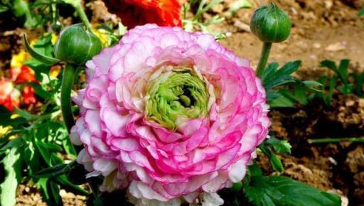 葉子像芹菜，開花賽牡丹，這花名叫「芹菜花」，再土也能給你驚喜