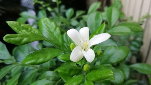 九里香還不開花？簡單「3招」，花開滿枝，好看芳香，成大氣盆景