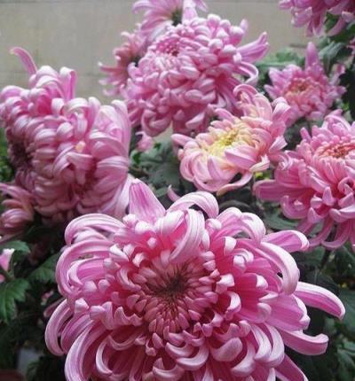 秋高氣爽養「菊花」,順應時節,一掐一肥,菊花個個爆花球