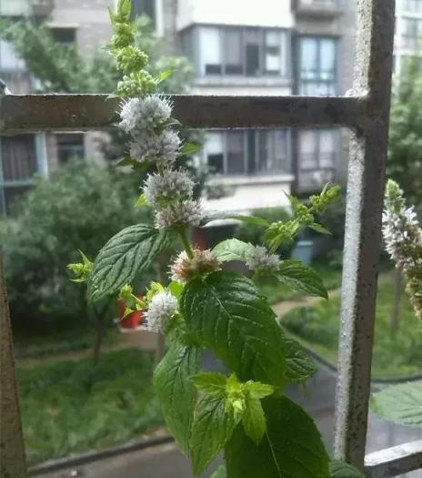 1種薄荷能清熱，還能猛開花，一團團開不完，全國都能種