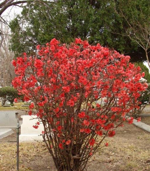 這8種經典的紅花灌木，種院子特引人注意，鄰居都來問我叫啥名