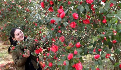 新移栽的茶花 做到這「兩要，兩不要」輕鬆服盆 開花多又大