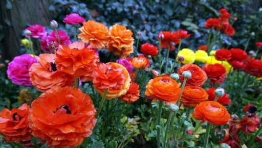 葉子像芹菜，開花賽牡丹，這花名叫「芹菜花」，再土也能給你驚喜