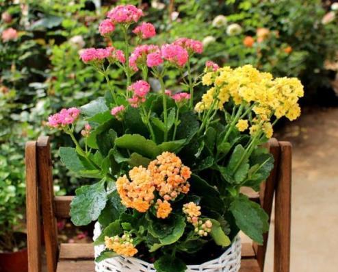 家庭養花優選，4種易養觀賞花卉推薦
