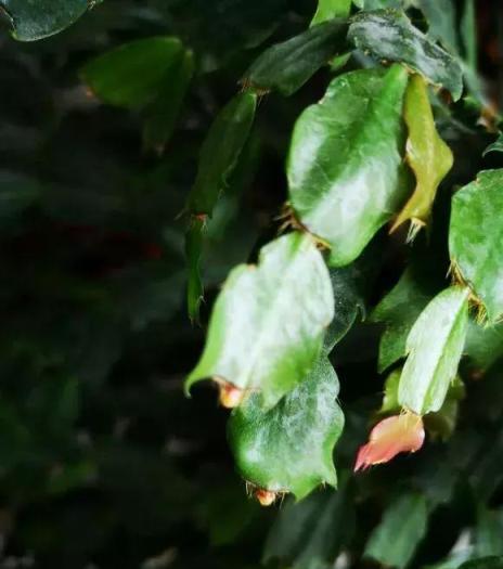 蟹爪蘭花芽瘋長，開花100朵，全靠3步打理法