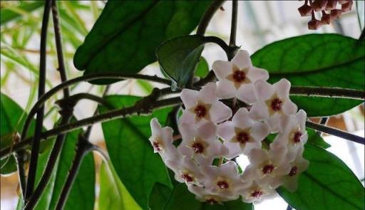 養了幾個月的「黃金葛」，怎麼開始長花球，原來這是「球蘭」