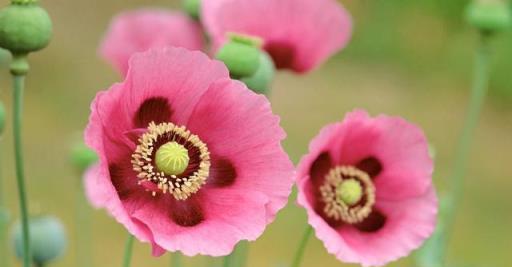 虞美人花這樣養護，花期更長，花開更豔