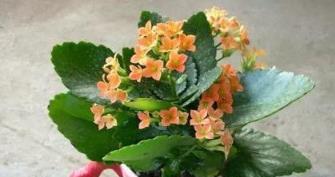 家庭養花優選，4種易養觀賞花卉推薦