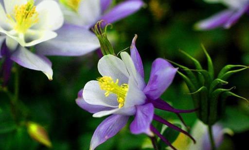 九月份，這2種花不能錯過，馬上種起來，明年開花太驚喜