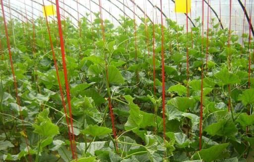 黃瓜秧旺而不結瓜？實用調控方法助你花開坐果多