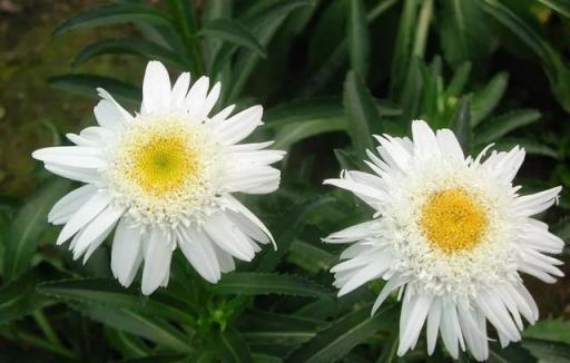 資深園藝師精選的30種花境植物，許你一個最美私家花園