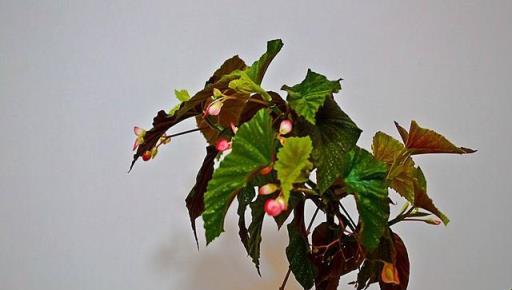 銀星海棠花的精緻養護,繁花葉茂的藝術