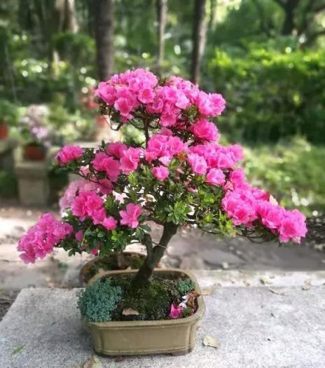 老花匠養君子蘭透露1招，小盆養出大花，大盆養死花