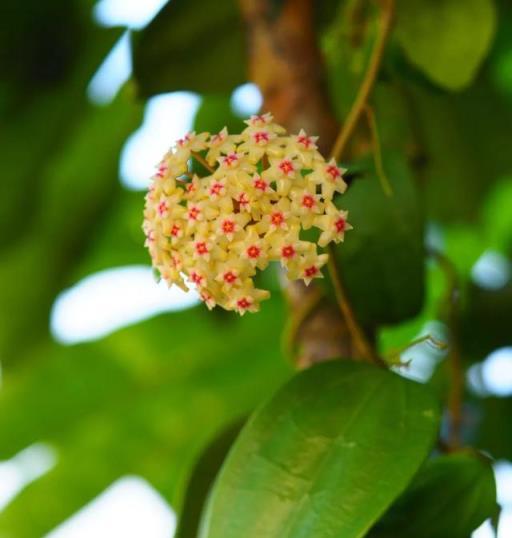 球蘭開花難？三大要素掌握好，你的球蘭也能開滿陽臺