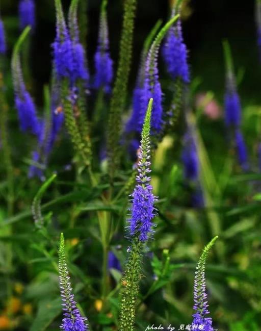 資深園藝師精選的30種花境植物，許你一個最美私家花園