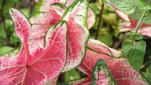 這7種彩葉植物特別適合養桌面上