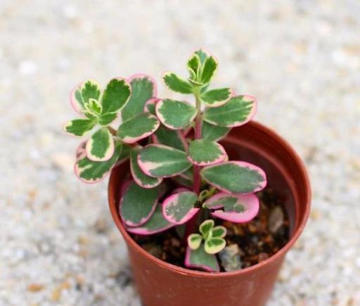 這7種彩葉植物特別適合養桌面上