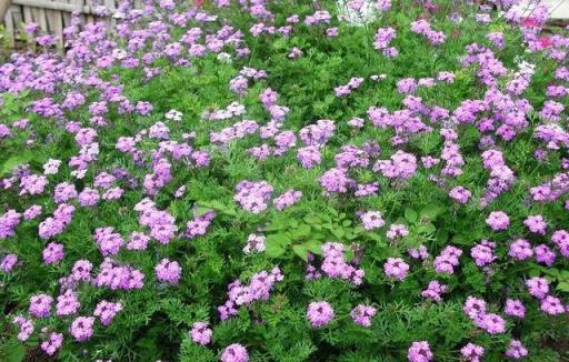 資深園藝師精選的30種花境植物，許你一個最美私家花園