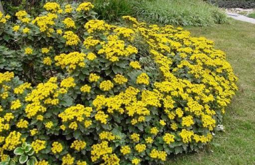 資深園藝師精選的30種花境植物，許你一個最美私家花園