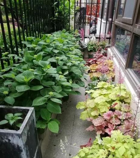 養花總死就種草，色彩斑斕四季好看，新手也能滿盆彩