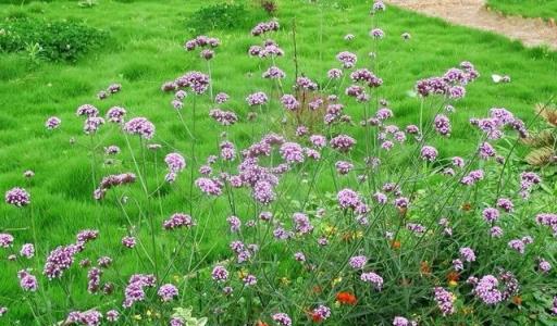 資深園藝師精選的30種花境植物，許你一個最美私家花園