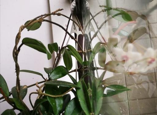 球蘭開花不成球，是這5個原因在「搗鬼」，輕鬆應對，花球滿枝頭